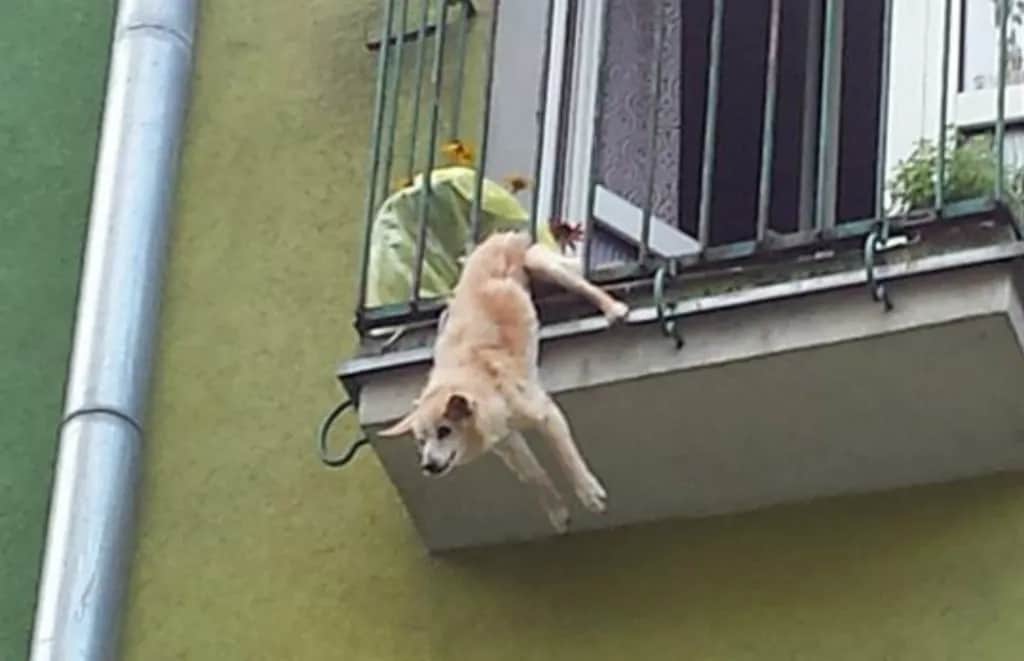 Jak zabezpieczyć balkon przed psem, aby uniknąć niebezpieczeństw?