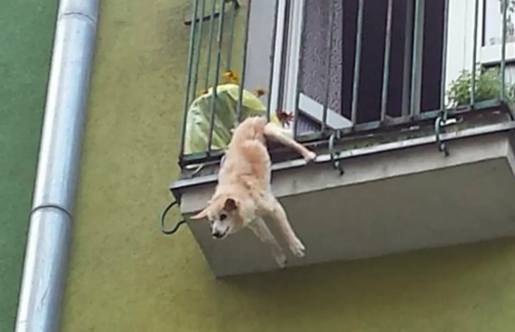 Jak zabezpieczyć balkon przed psem, aby uniknąć niebezpieczeństw?