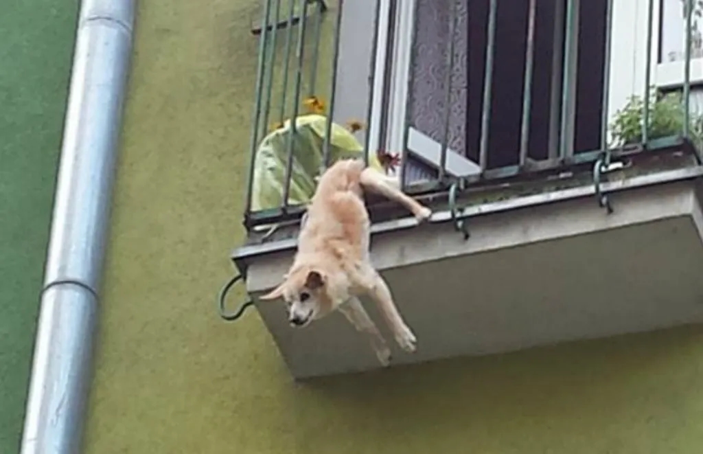 Jak zabezpieczyć balkon przed psem, aby uniknąć niebezpieczeństw?