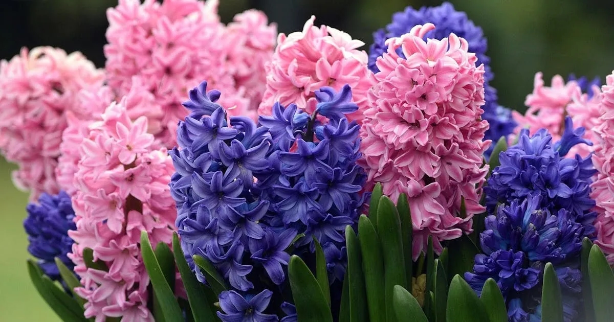 Jak długo kwitnie hiacynt w doniczce? Oczekuj 10-20 dni piękna