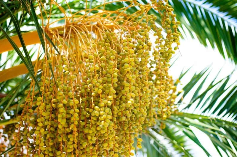 Jak kwitnie palma daktylowa i co warto o tym wiedzieć?